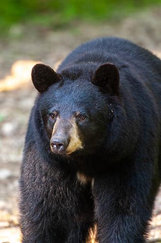 black bear