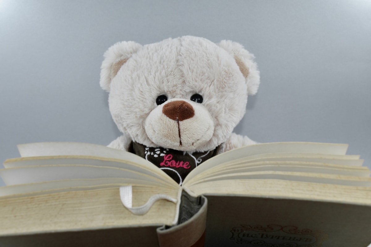 bear reading book