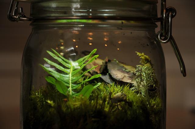 Mason jar aquarium