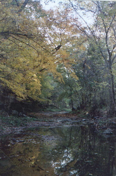 Story-fall scene with yellow leaves over a creek