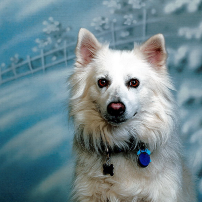 Tail Waggin' Tutor Ted