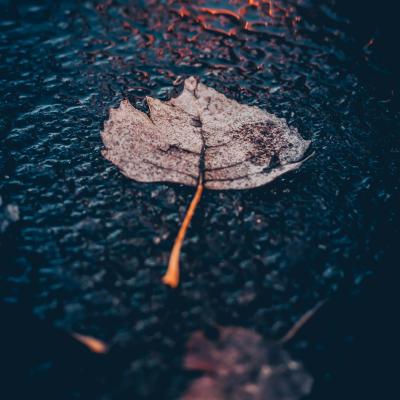 Leaf in rain