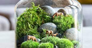 terrarium