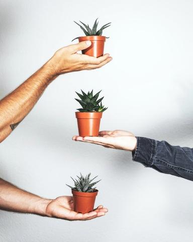 plant swap