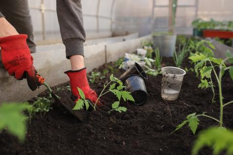 planting