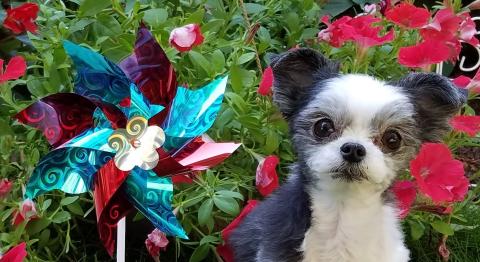 Gizmo dog in red flowers
