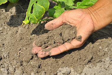 hand holding soil