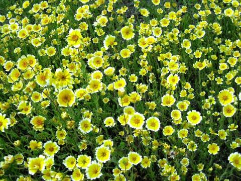 wildflowers