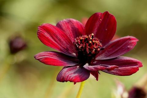 chocolate flower