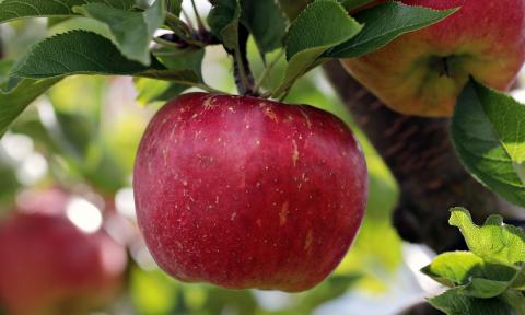 red apple in tree