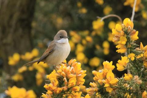 birdy