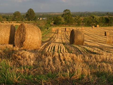 hay field with large bales