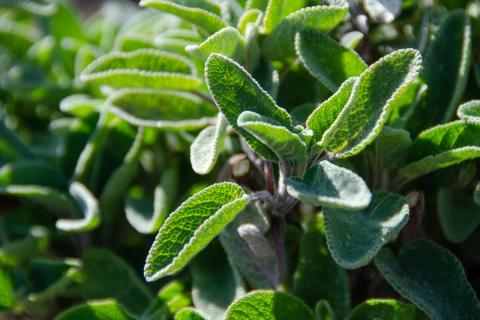 sage
