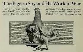 spy pigeon