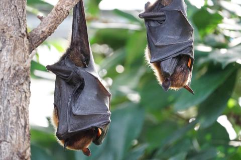 Bats hanging upside-down pixabay