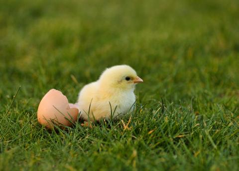 yellow chick hatching pixabay.com