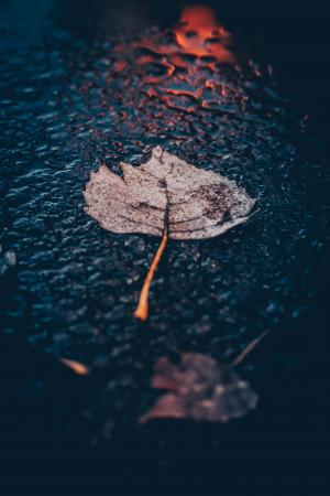 Leaf in rain